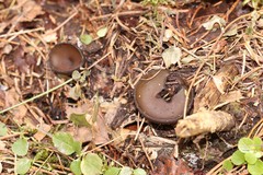 Pseudoplectania melaena