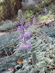 Lupinus grayi
