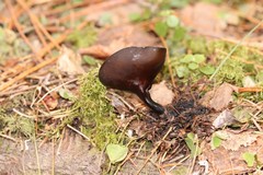 Pseudoplectania melaena