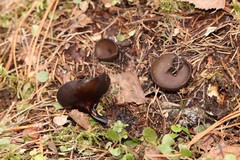 Pseudoplectania melaena
