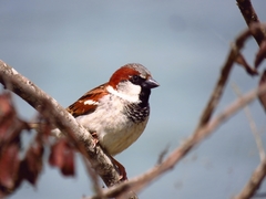 Passer domesticus