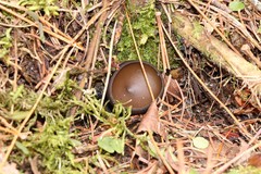 Pseudoplectania melaena