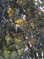 Acacia