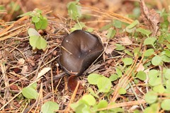 Pseudoplectania melaena
