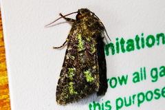 Paramiana smaragdina