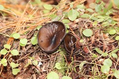 Pseudoplectania melaena