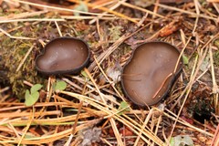 Pseudoplectania melaena