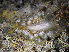 Polybranchia orientalis