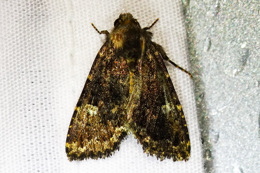 Hexorthodes senatoria