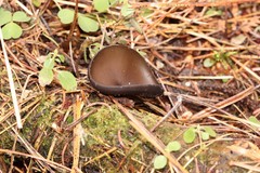 Pseudoplectania melaena