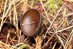 Pseudoplectania melaena