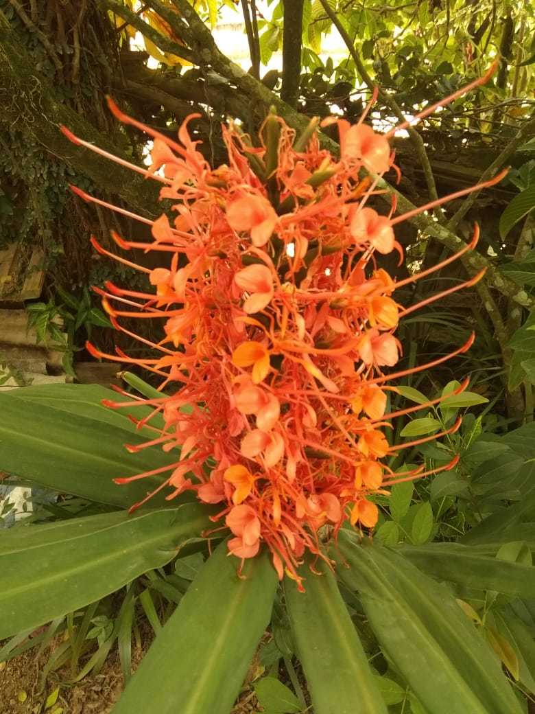 Hedychium coccineum