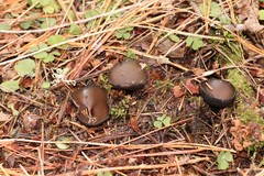 Pseudoplectania melaena