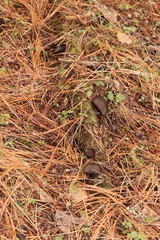 Pseudoplectania melaena