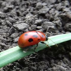 Gonioctena fornicata