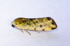 Acontiini