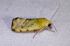 Acontiini