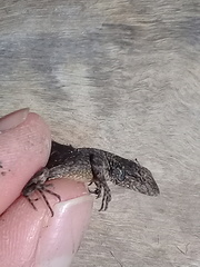 Sceloporus grammicus