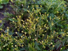Androsace elongata