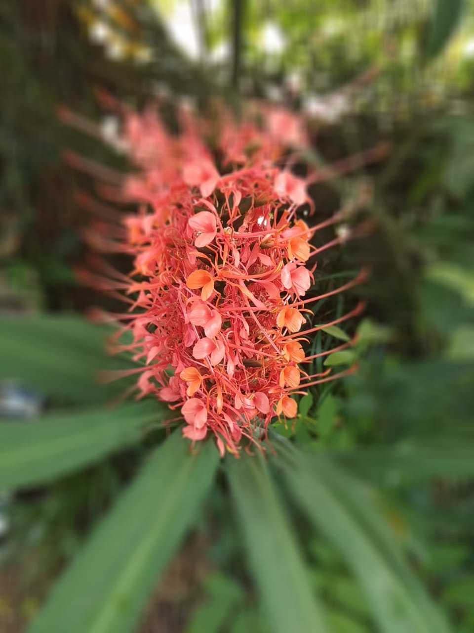 Hedychium coccineum