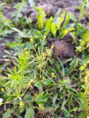 Androsace elongata