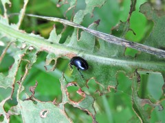 Gastrophysa cyanea