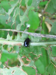 Gastrophysa cyanea