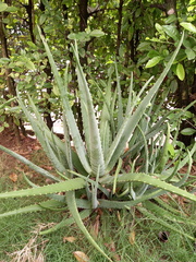 Aloe vera