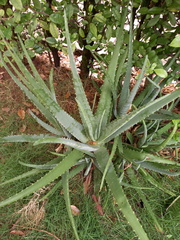 Aloe vera