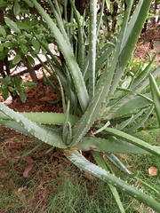 Aloe vera