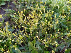Androsace elongata