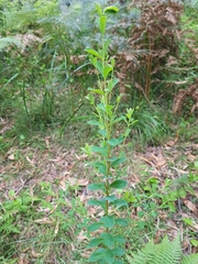 Pimelea flava