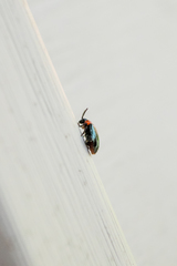 Disonycha xanthomelas