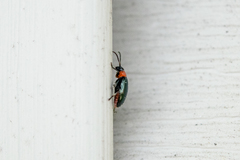 Disonycha xanthomelas