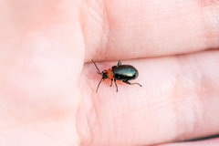 Disonycha xanthomelas