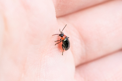 Disonycha xanthomelas