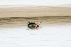Disonycha xanthomelas