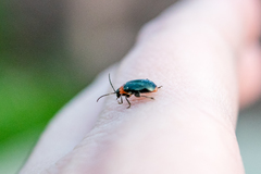 Disonycha xanthomelas