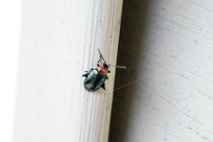 Disonycha xanthomelas