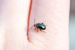 Disonycha xanthomelas