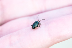 Disonycha xanthomelas