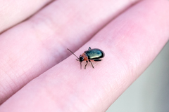 Disonycha xanthomelas