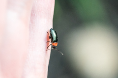 Disonycha xanthomelas