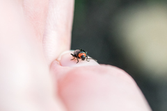Disonycha xanthomelas