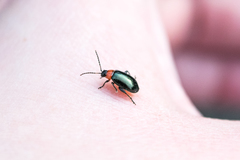 Disonycha xanthomelas