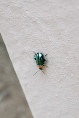 Disonycha xanthomelas