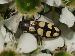 Castiarina decemmaculata