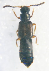 Ochthephilus aureus