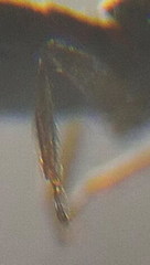 Ochthephilus aureus