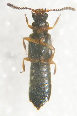 Ochthephilus aureus